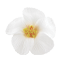 blanche